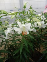 [4234 Casa Blanca EVR No01.JPG]